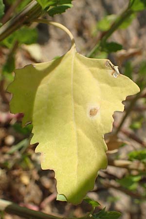 Chenopodium probstii \ Probsts Gnsefu / Probst's Goosefoot, D Bamberg 5.9.2018