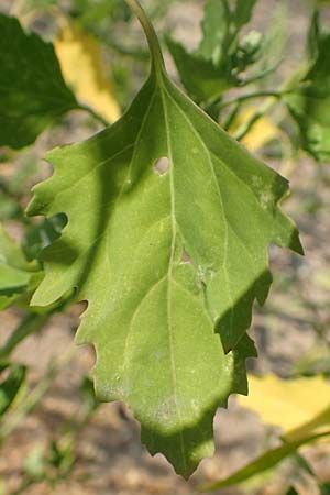 Chenopodium probstii \ Probsts Gnsefu / Probst's Goosefoot, D Bamberg 5.9.2018