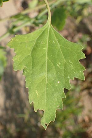 Chenopodium probstii \ Probsts Gnsefu / Probst's Goosefoot, D Bamberg 5.9.2018