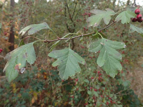 Crataegus x macrocarpa \ Grofrchtiger Weidorn / Hybrid Hawthorn, D Bickenbach 27.10.2018