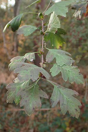 Crataegus x macrocarpa \ Grofrchtiger Weidorn, D Bickenbach 27.10.2018