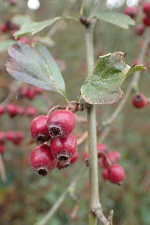 Crataegus x macrocarpa \ Grofrchtiger Weidorn, D Bickenbach 27.10.2018