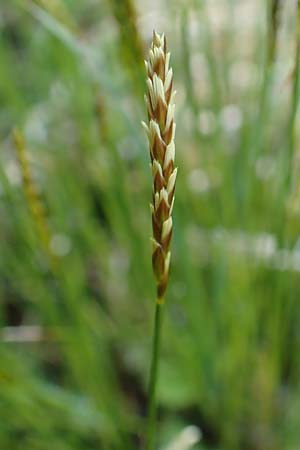 Carex davalliana \ Davalls Segge, Torf-Segge / Turf Sedge, Bath Sedge, D Garmisch-Partenkirchen 2.5.2019