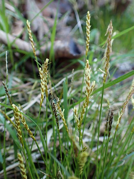 Carex davalliana \ Davalls Segge, Torf-Segge / Turf Sedge, Bath Sedge, D Garmisch-Partenkirchen 2.5.2019