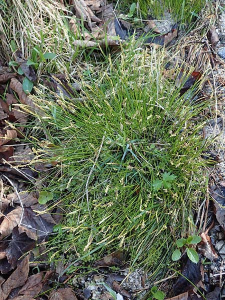 Carex davalliana \ Davalls Segge, Torf-Segge, D Garmisch-Partenkirchen 2.5.2019