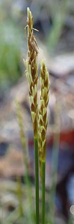 Carex davalliana \ Davalls Segge, Torf-Segge, D Garmisch-Partenkirchen 2.5.2019