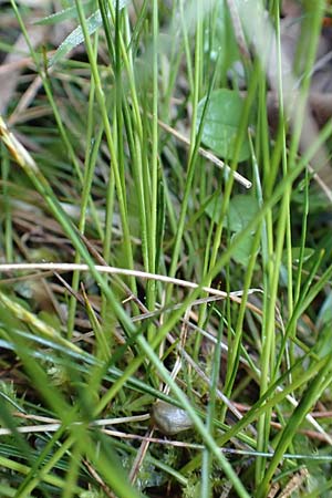 Carex davalliana \ Davalls Segge, Torf-Segge / Turf Sedge, Bath Sedge, D Garmisch-Partenkirchen 2.5.2019