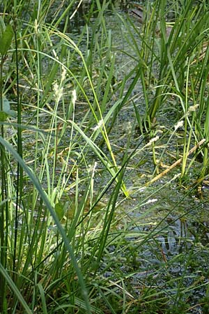 Carex echinata \ Igel-Segge, Stern-Segge / Star Sedge, D Odenwald, Grasellenbach 26.5.2019