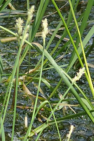 Carex echinata \ Igel-Segge, Stern-Segge / Star Sedge, D Odenwald, Grasellenbach 26.5.2019