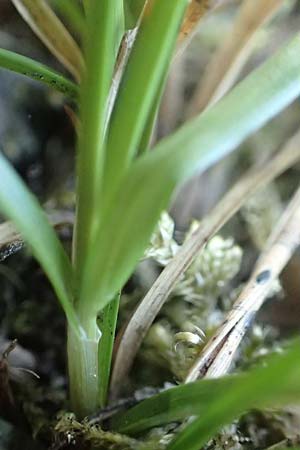 Carex spec3 ? \ Segge / Sedge, D Viernheim 17.4.2020