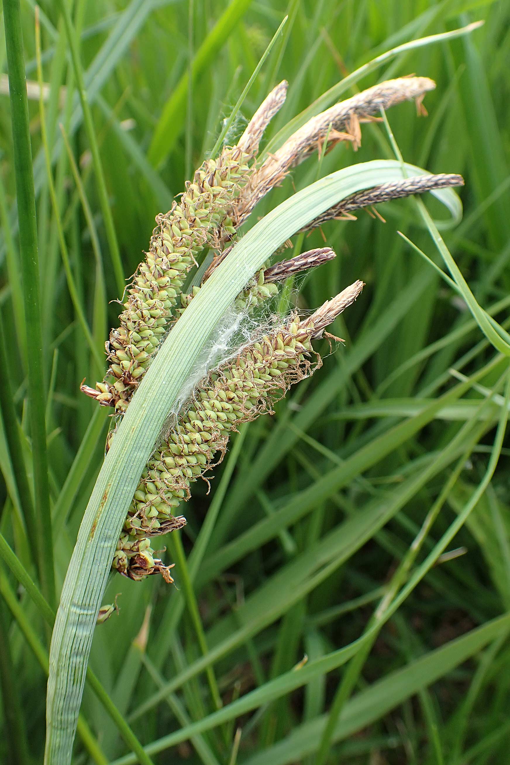 Carex acutiformis \ Sumpf-Segge, D Neuleiningen 25.5.2020