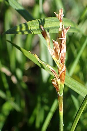 Carex ornithopoda \ Vogelfu-Segge / Bird's Foot Sedge, D Rheinau-Freistett 1.6.2021