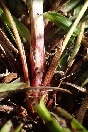 Carex ornithopoda \ Vogelfu-Segge / Bird's Foot Sedge, D Rheinau-Freistett 1.6.2021