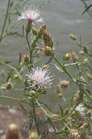 Centaurea australis x diffusa / Hybrid Knapweed, D Mannheim 10.7.2021