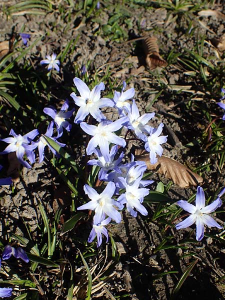 Scilla luciliae x siehei \ Hybrid-Sternhyazinthe, D Ludwigshafen 9.3.2022