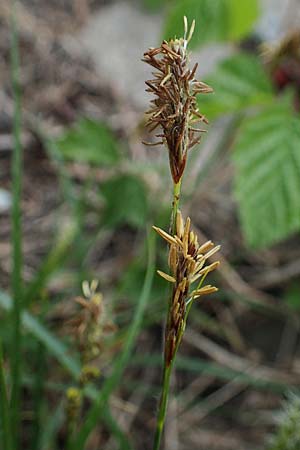 Carex hirta \ Behaarte Segge / Hairy Sedge, D Mannheim 24.4.2022