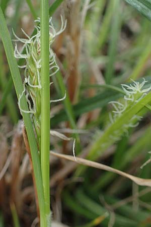 Carex hirta \ Behaarte Segge / Hairy Sedge, D Mannheim 24.4.2022