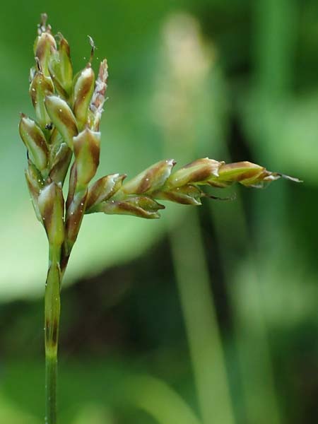 Carex digitata \ Finger-Segge / Fingered Sedge, D Weinheim an der Bergstraße 28.4.2022