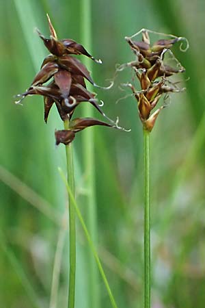 Carex davalliana \ Davalls Segge, Torf-Segge / Turf Sedge, Bath Sedge, D  2.6.2023