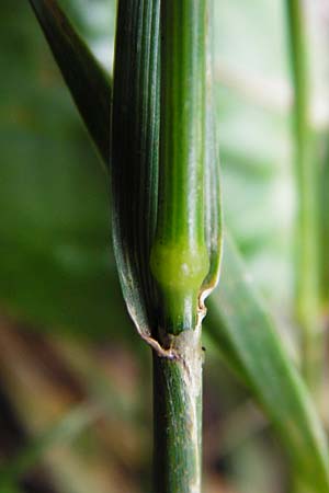 Cynosurus cristatus \ Wiesen-Kammgras, D Hechingen 20.6.2015