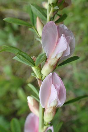 Cytisus purpureus \ Purpur-Zwergginster, Purpur-Geiklee / Scarlet Dwarf Broom, Purple Broom, D Weinheim an der Bergstraße, Botan. Gar.  Hermannshof 1.5.2016