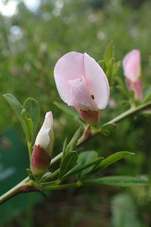 Cytisus purpureus \ Purpur-Zwergginster, Purpur-Geiklee / Scarlet Dwarf Broom, Purple Broom, D Weinheim an der Bergstraße, Botan. Gar.  Hermannshof 1.5.2016