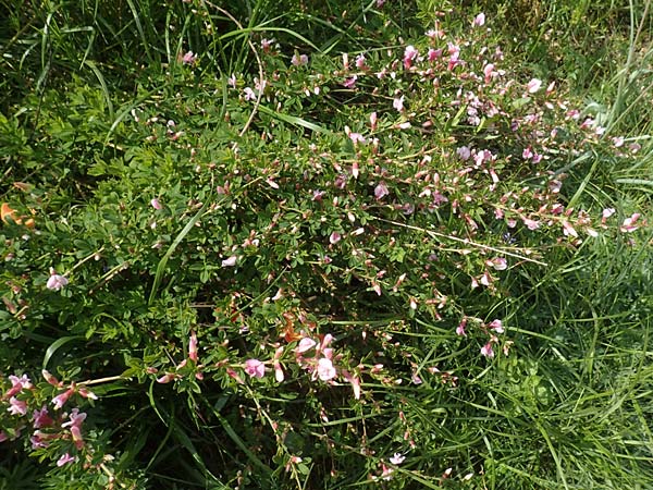 Cytisus purpureus \ Purpur-Zwergginster, Purpur-Geiklee / Scarlet Dwarf Broom, Purple Broom, D Weinheim an der Bergstraße, Botan. Gar.  Hermannshof 1.5.2016