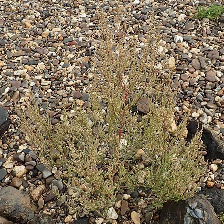 Chenopodium album subsp. pedunculare \ Stielbltiger Gnsefu / Seaport Goosefoot, D Krefeld-Uerdingen 28.9.2017