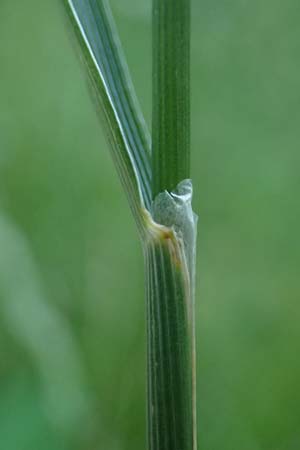 Cynosurus cristatus \ Wiesen-Kammgras, D Rhön,  Bischofsheim 21.6.2023