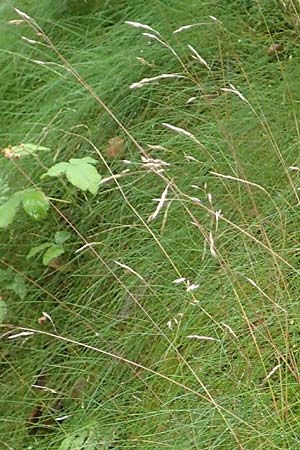 Deschampsia flexuosa \ Draht-Schmiele / Wavy Hair Grass, D Schwarzwald/Black-Forest, Bad Rippoldsau 3.8.2016