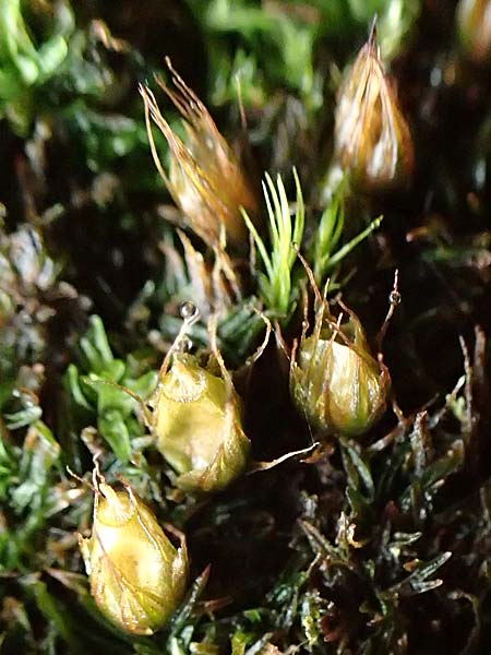 Diphyscium foliosum \ Blasebalg-Moos, Beblättertes Blasen-Moos / Nut Moss, D Schriesheim 17.2.2018