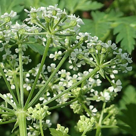 Conium maculatum \ Gefleckter Schierling, Flecken-Schierling / Hemlock, D Mannheim 24.10.2019