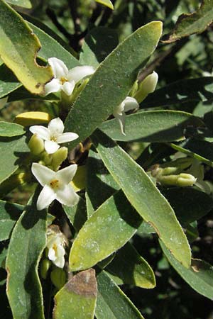 Daphne alpina \ Alpen-Seidelbast / Alpine Spurge, D Botan. Gar.  Universit.  Mainz 4.8.2007