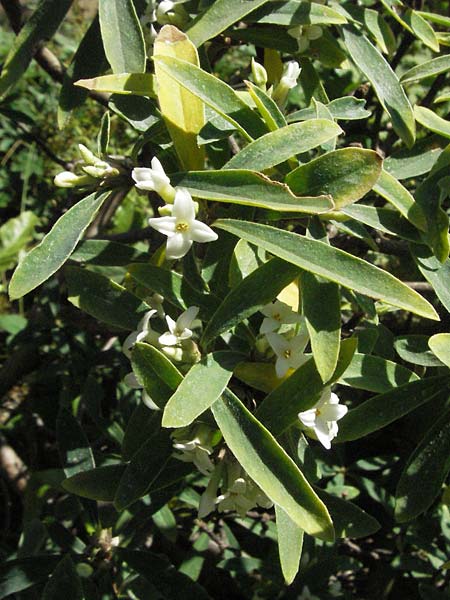 Daphne alpina / Alpine Spurge, D Botan. Gar.  Universit.  Mainz 4.8.2007