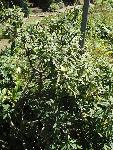 Daphne alpina \ Alpen-Seidelbast / Alpine Spurge, D Botan. Gar.  Universit.  Mainz 4.8.2007