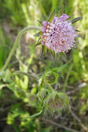 Knautia arvensis \ Acker-Witwenblume, D Oppenheim 11.5.2015