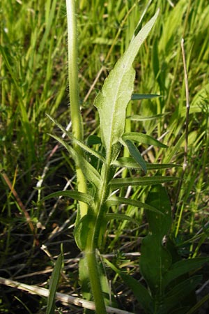 Knautia arvensis \ Acker-Witwenblume / Field Scabious, D Oppenheim 11.5.2015