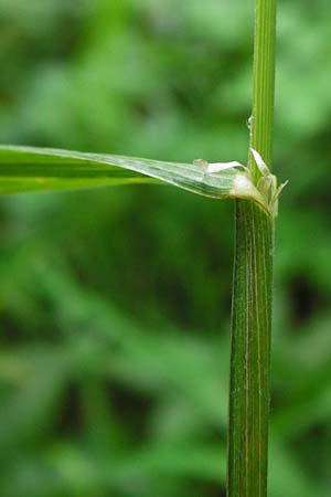 Dactylis polygama \ Wald-Knuelgras / Slender Cocksfoot Grass, D Grettstadt 1.6.2015