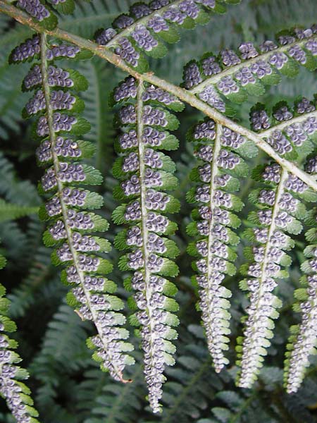 Dryopteris affinis / Scaly Male Fern, D Odenwald, Unterflockenbach 2.7.2015