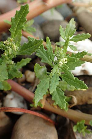 Dysphania ambrosioides \ Wohlriechender Drsengnsefu, Jesuiten-Tee, D Krefeld-Uerdingen 28.9.2017