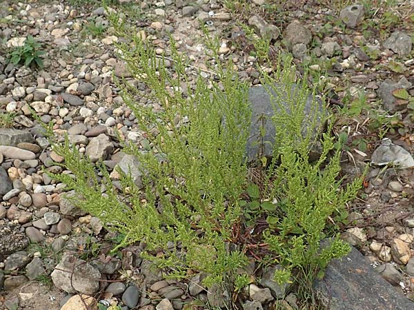 Dysphania ambrosioides \ Wohlriechender Drsengnsefu, Jesuiten-Tee, D Krefeld-Uerdingen 28.9.2017