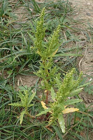 Dysphania ambrosioides \ Wohlriechender Drsengnsefu, Jesuiten-Tee / West-Indian Goosefoot, Mexican Tea, D Krefeld-Uerdingen 28.9.2017