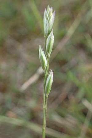 Danthonia decumbens \ Tuschender Dreizahn / Common Heath Grass, D Winterberg 15.6.2018