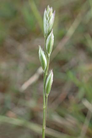 Danthonia decumbens / Common Heath Grass, D Winterberg 15.6.2018