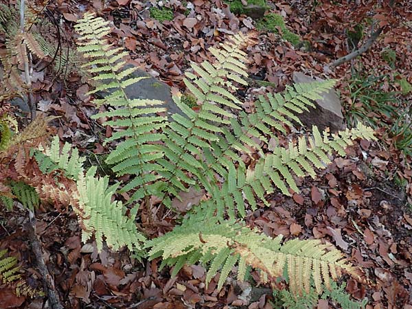 Dryopteris affinis \ Goldschuppen-Farn, Schuppiger Wurmfarn / Scaly Male Fern, D Neckarsteinach 9.11.2018