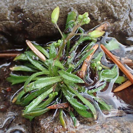 Draba acutidentata \ Spitzzhniges Hungerblmchen / Acute-Teeth Whitlowgrass, D Aachen-Verlautenheide 10.3.2019