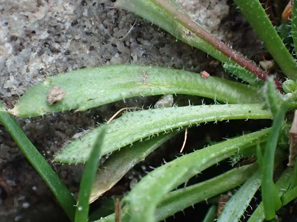 Draba acutidentata \ Spitzzhniges Hungerblmchen / Acute-Teeth Whitlowgrass, D Aachen-Verlautenheide 10.3.2019