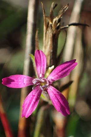 Dianthus armeria \ Bschel-Nelke / Deptford Pink, D Brensbach 10.10.2020