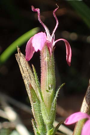 Dianthus armeria \ Bschel-Nelke / Deptford Pink, D Brensbach 10.10.2020