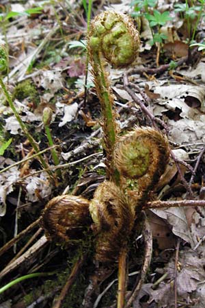 Dryopteris borreri \ Borrers Wurmfarn / Borrer's Buckler Fern, D Östringen-Eichelberg 30.4.2015